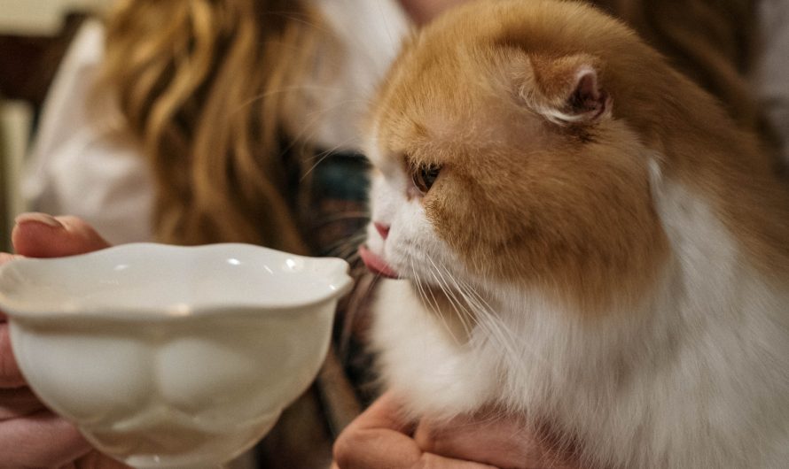Est-ce bon de faire boire du lait au chat ?