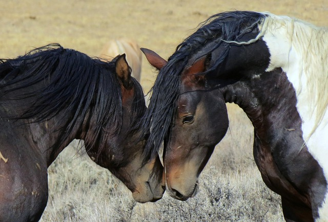 Poney et cheval : Quelles sont les différences ?